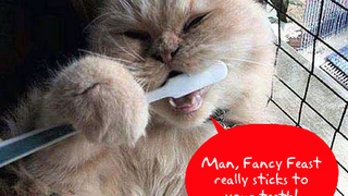 Question of the Day: Do You Prefer an Electric or Manual Toothbrush?
